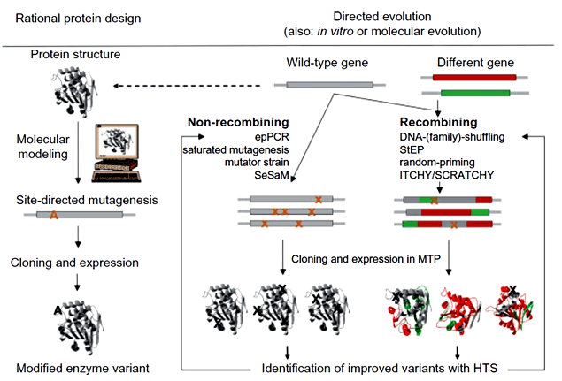 Enzyme Engineering By Directed Evolution