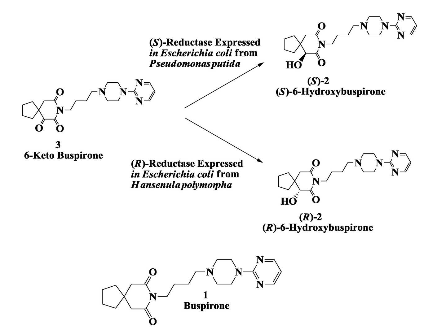 Different enzymes can catalyze the conversion of the same substrate into different products. Often only one chiral molecule is of medical value.