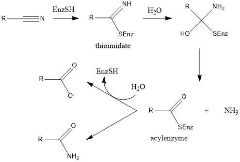 Nitrilases catalyze the hydrolysis of nitriles into carboxylic acids.