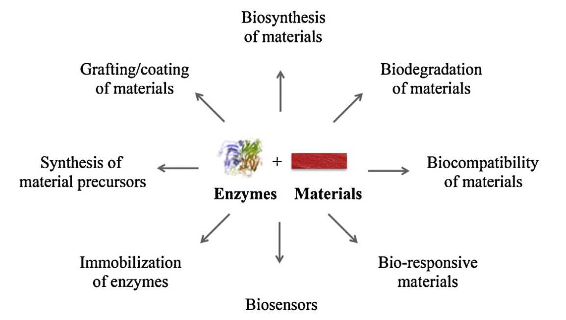 Enzymes can be used in materials: in the biosynthesis and biodegradation of materials, in biosensors, and much more.