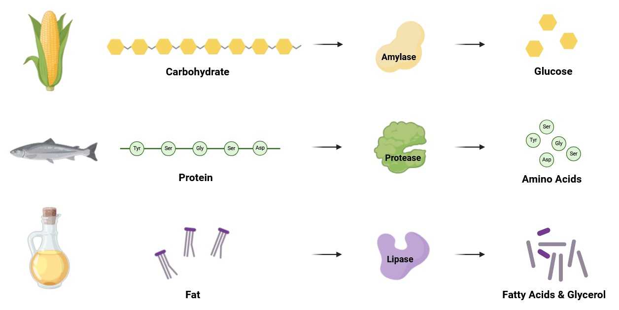 Amylases catalyze carbohydrates into glucose, proteases proteins into amino acids, lipases fats into fatty acids and glycerol.