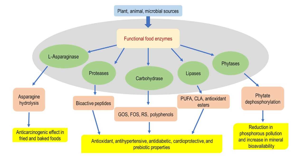 Illustration showing the role of enzymes in bioprocesses for producing functional foods and nutraceuticals.