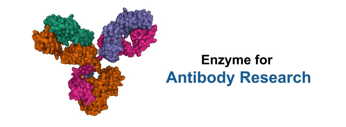 Enzymes for antibody research by Creative Enzymes.