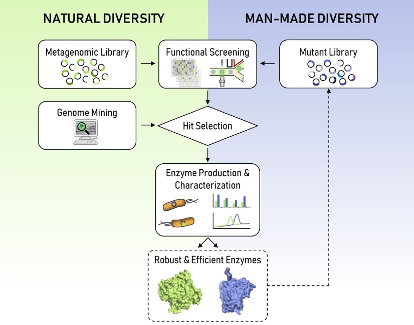 Methods for constructing natural and synthetic enzyme libraries.