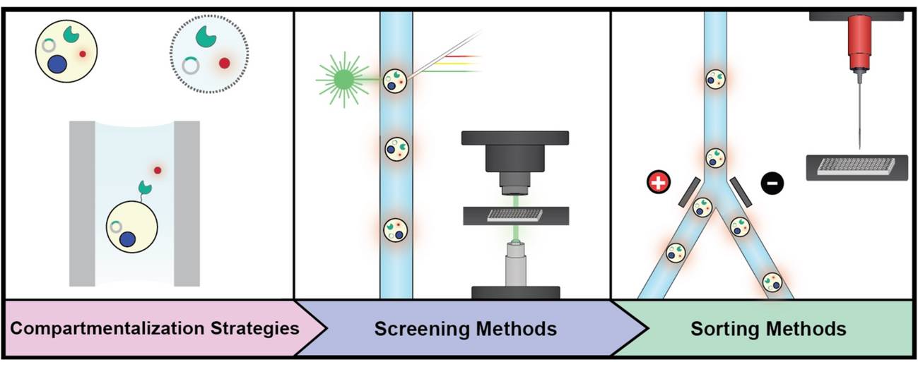 High-throughput screening technologies for enzyme engineering include compartmentalization strategies, screening methods, and sorting methods.