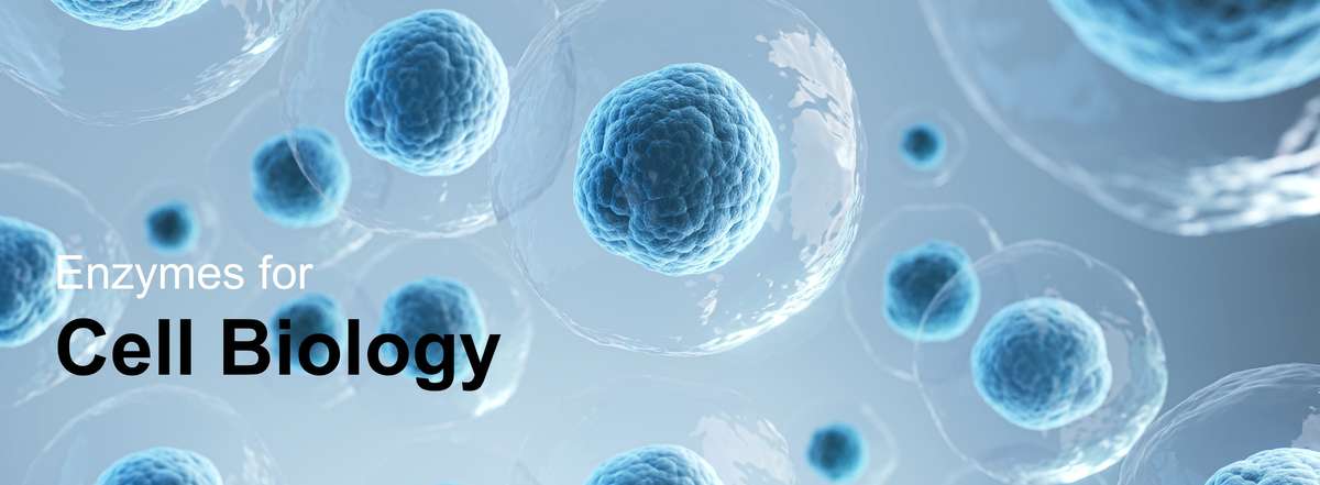 Enzymes for cell biology by Creative Enzymes.