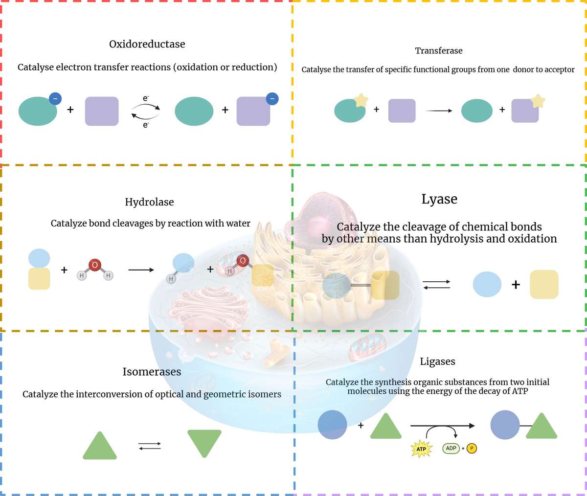 Six major types of enzymes and their catalytic mechanisms: oxidoreductases, transferases, hydrolases, lyases, isomerases, and ligases.