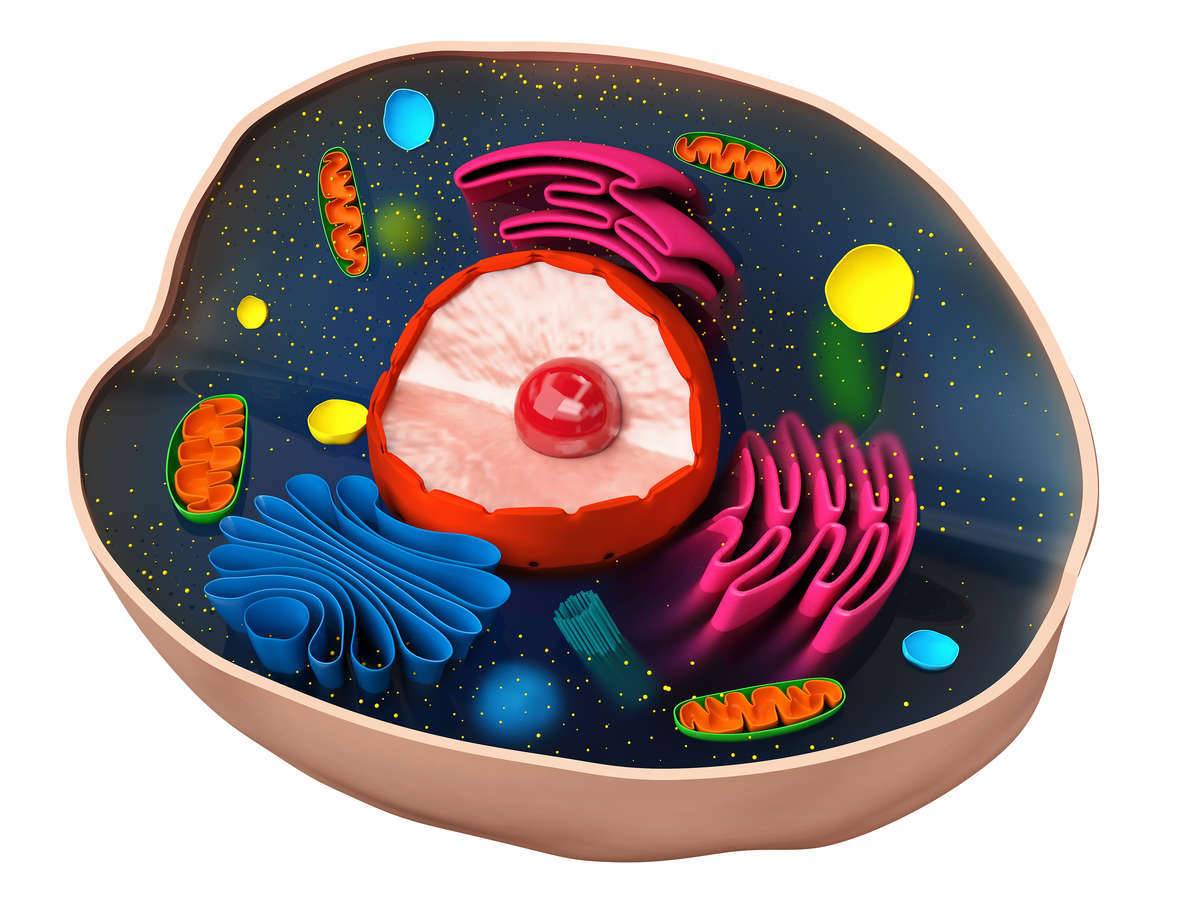 3D model of a typical eukaryotic cell.