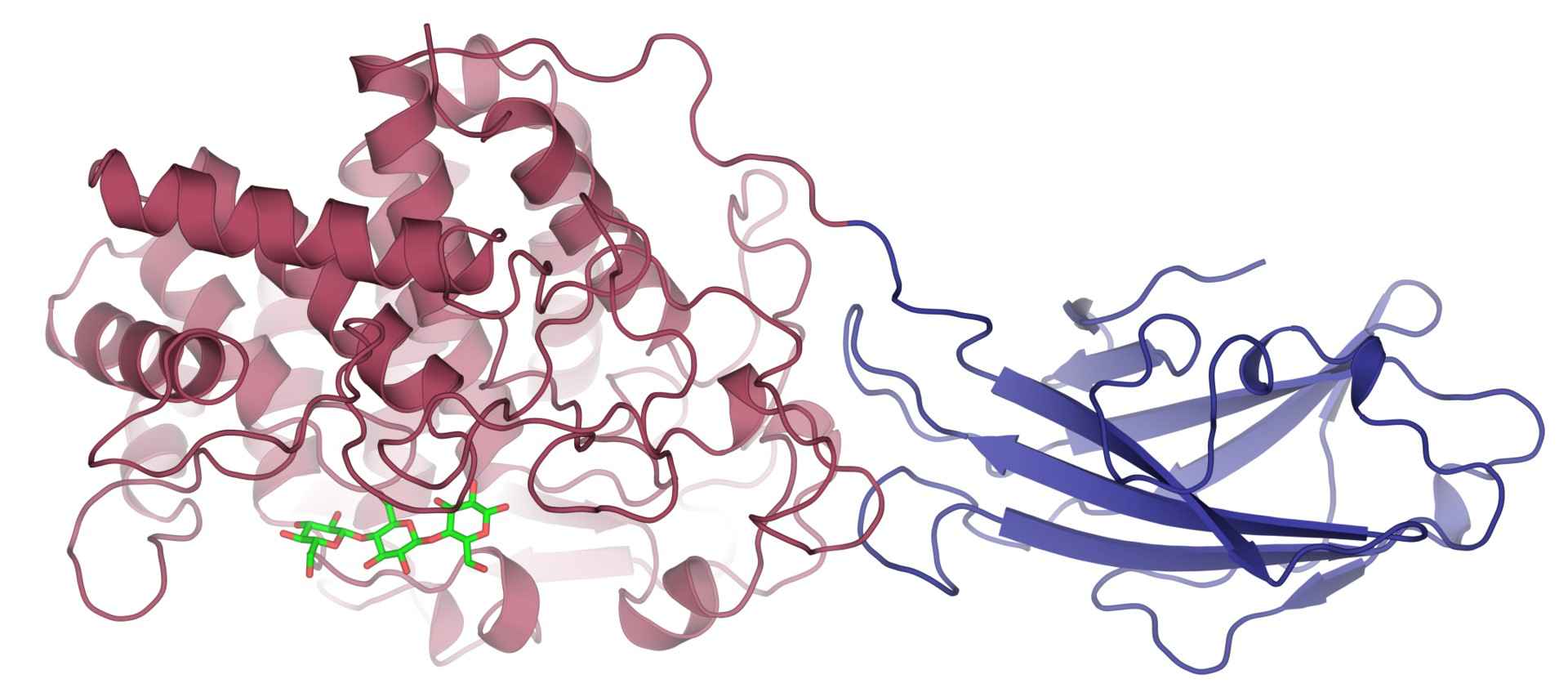 Structure of endo/exocellulase E4.