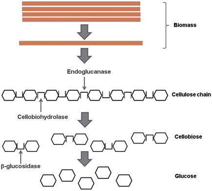 Catalytic mechanisms of endoglucanase, cellobiohydrolase and beta-glucosidase.