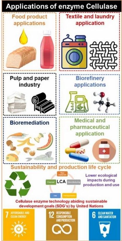 Overview of cellulase applications.