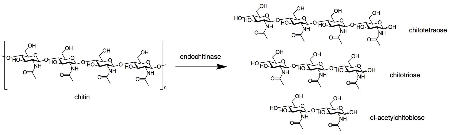 Action mechanism of endochitinase.