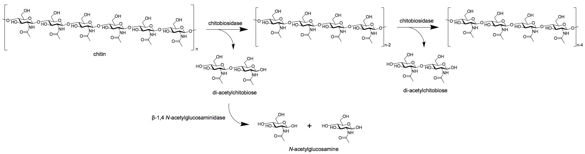 Action mechanism of exochitinase.