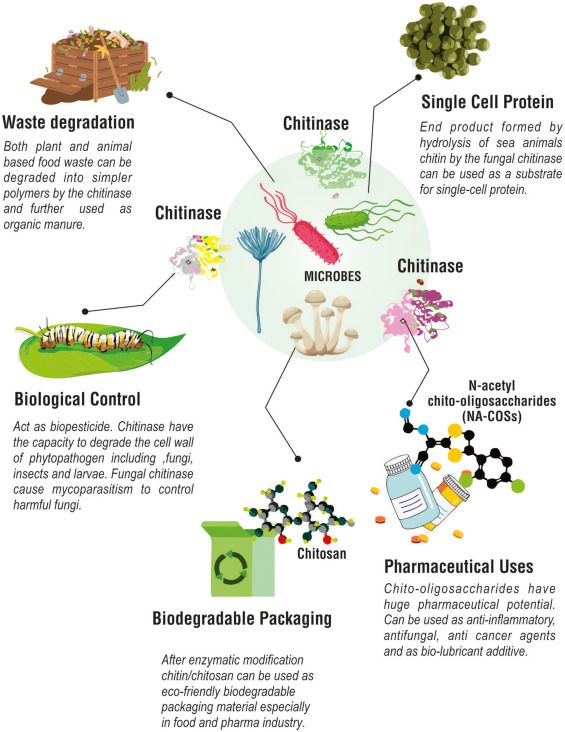 An overview of sources and application of chitinase enzyme.