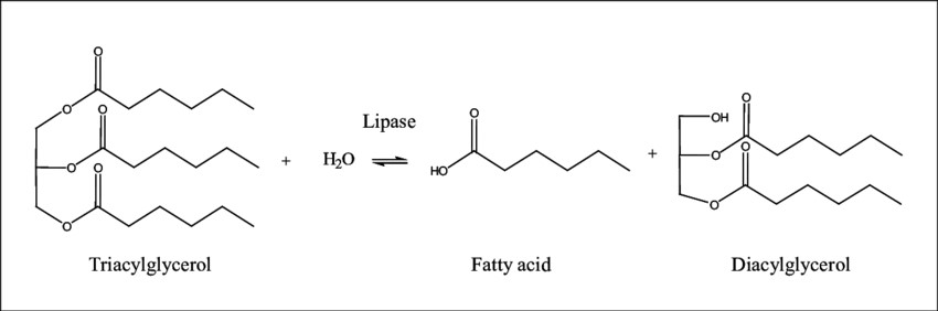 Lipases catalyze the breakdown of triglycerides into free fatty acids and glycerol.