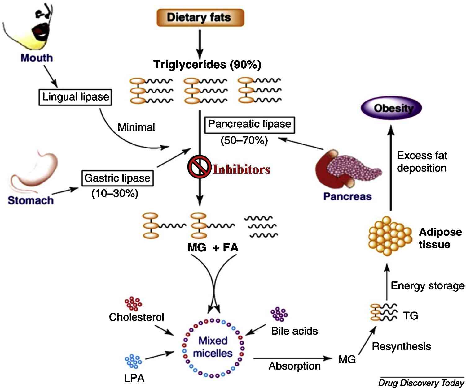 Functions of lipases in human body.