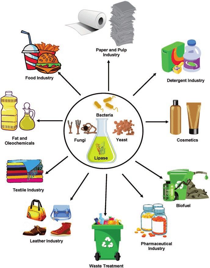 Lipases have many applications in industry: food, paper and pulp, detergent, biofuel industries and more.