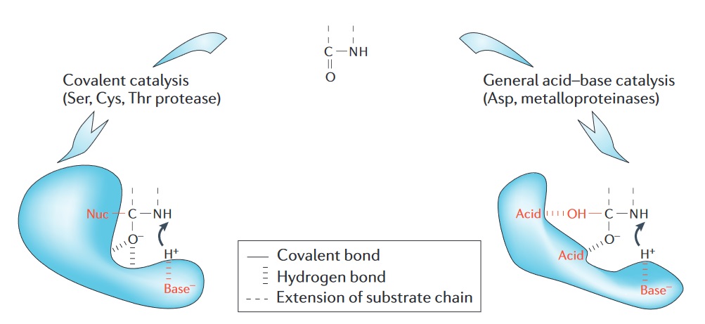 Catalytic mechanisms of serine protease, cysteine protease, aspartic protease and metalloprotease.