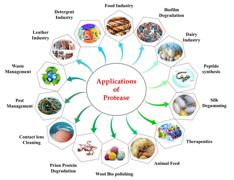 Applications of proteases include food industry, detergent industry, waste management, therapeutics, and more.