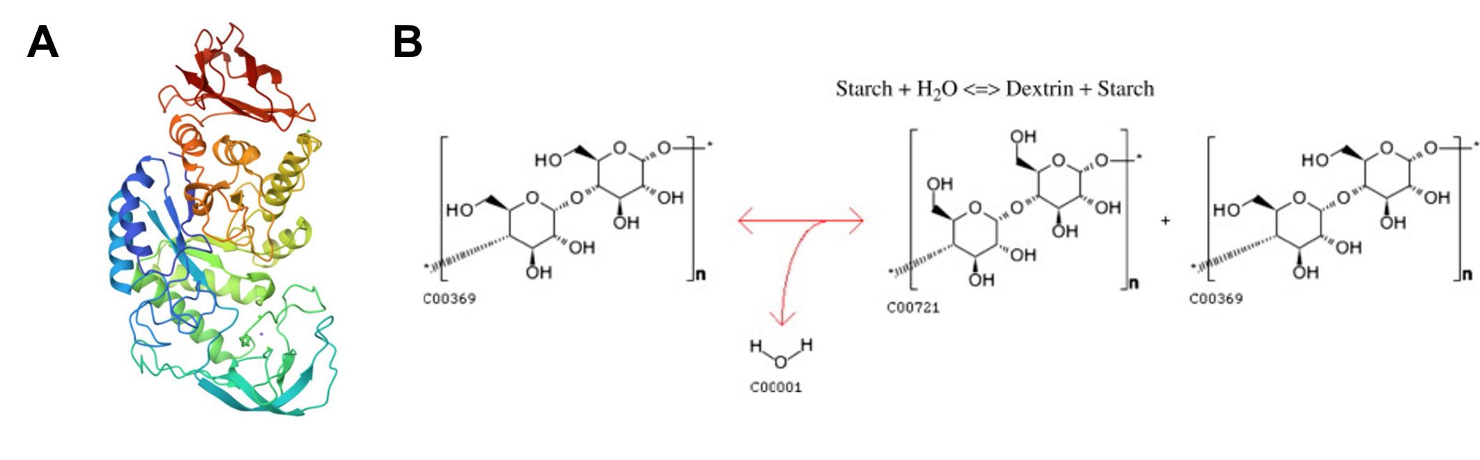 Structure and enzymatic action of alpha-amylases.