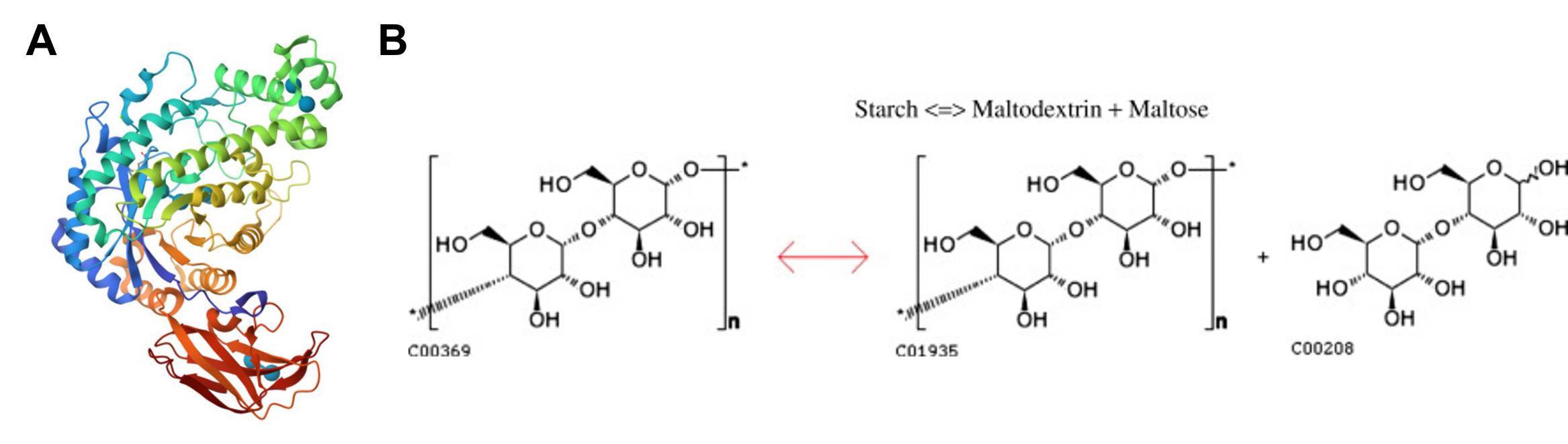 Structure and enzymatic action of beta-amylases.