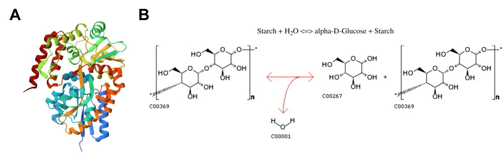 Structure and enzymatic action of gamma-amylases.