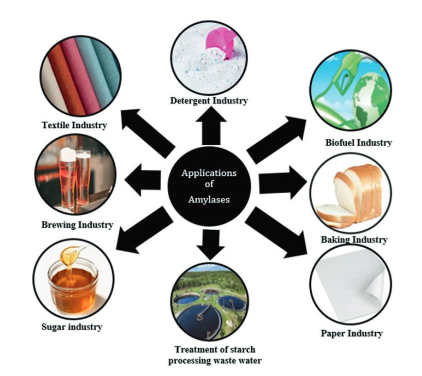 Applications of amylase.