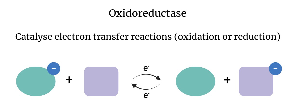 Schema of the action of oxidoreductases.