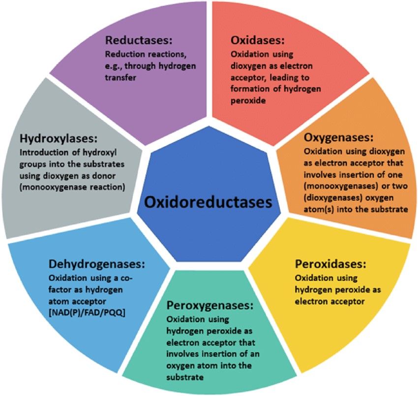 Diversity of oxidoreductases.