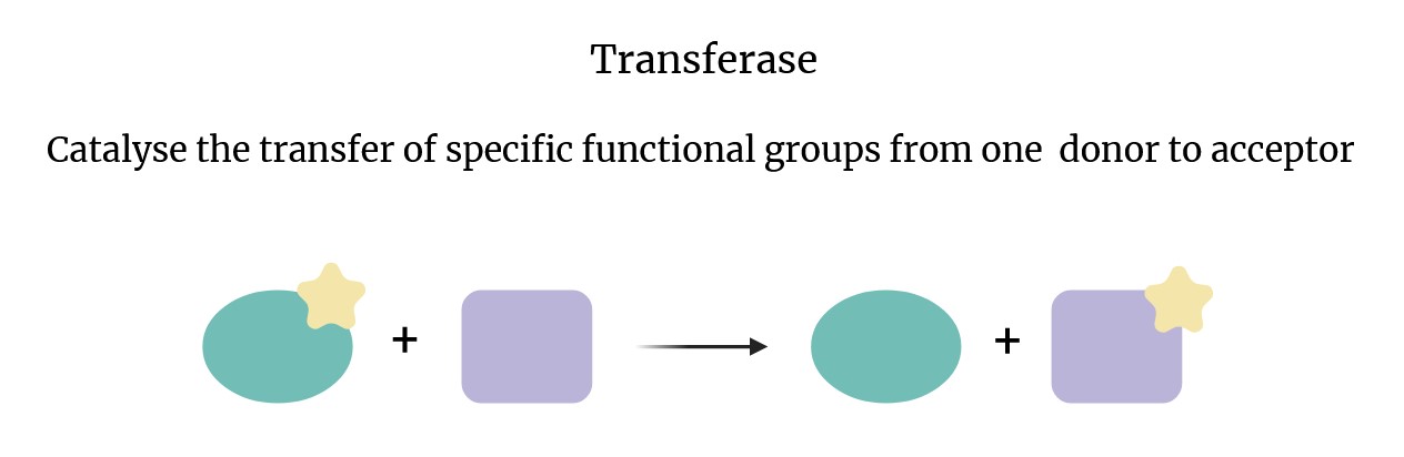 Schema of the action of transferases.