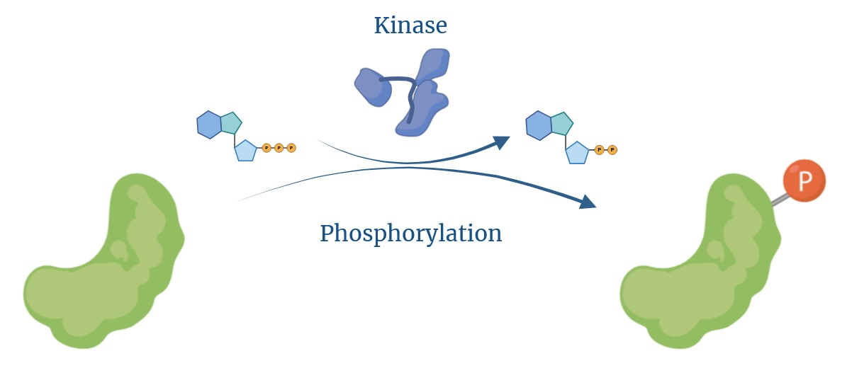 Schema of the action of kinases.