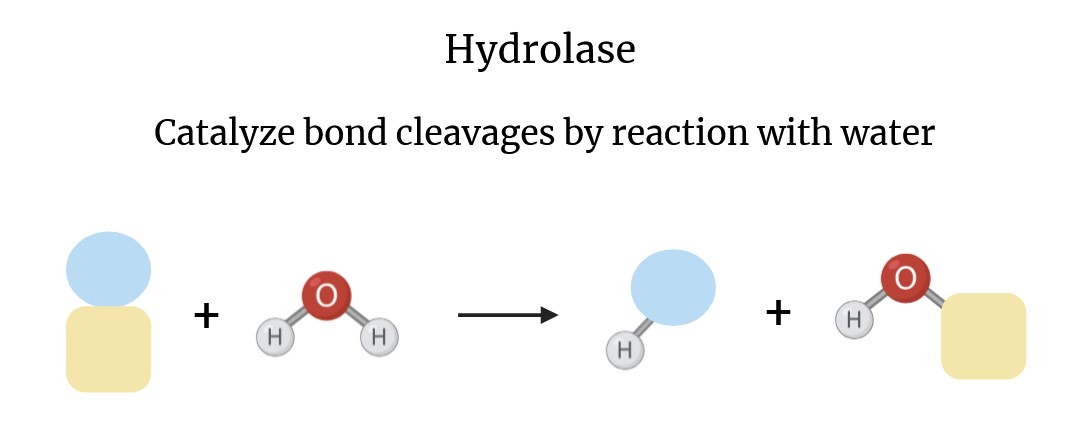 Schema of the action of hydrolases