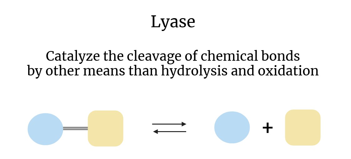 Schema of the action of lyases.