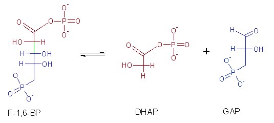 The reaction catalyzed by aldolase.