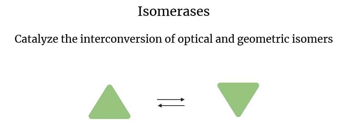 Schema of the action of isomerases.