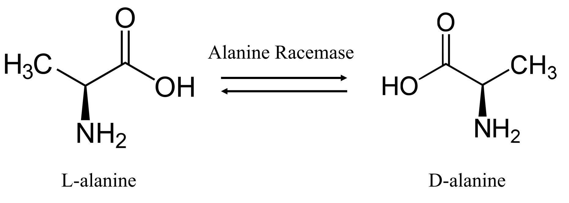 The reaction catalyzed by alanine racemase.