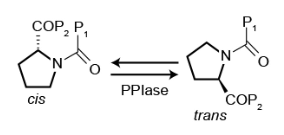 The reaction catalyzed by peptidylprolyl isomerase.