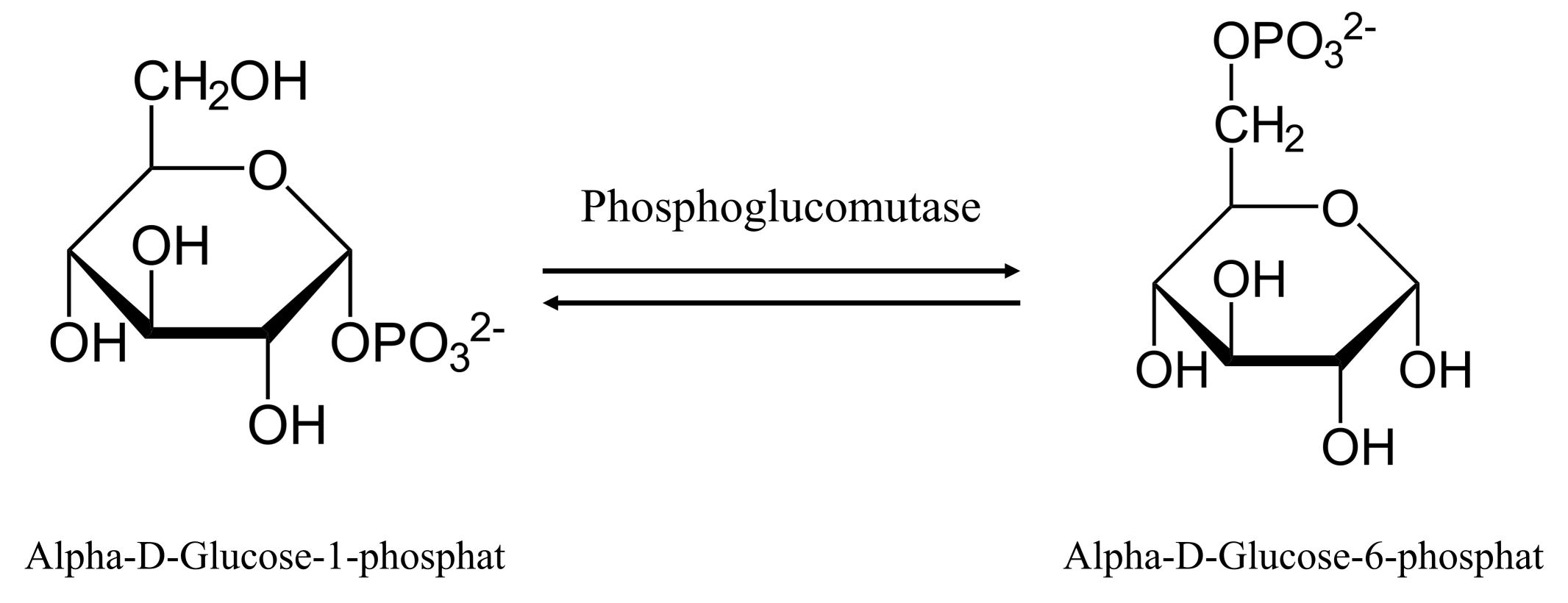 The reaction catalyzed by phosphoglucomutase.