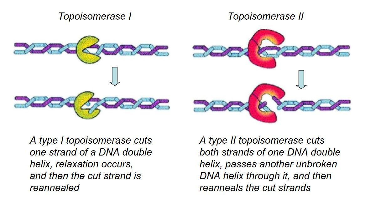 Catalytic mechanisms of DNA topoisomerase I and II.