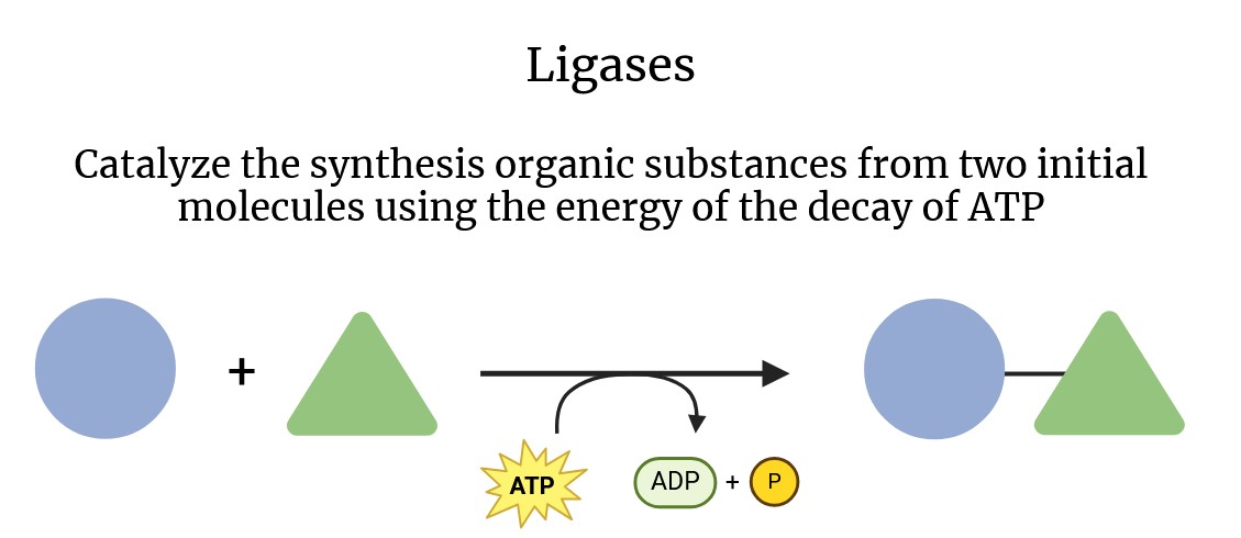 Schema of the action of ligases.