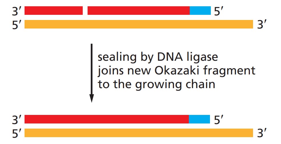 DNA ligase I involved in the joining of Okazaki fragments.