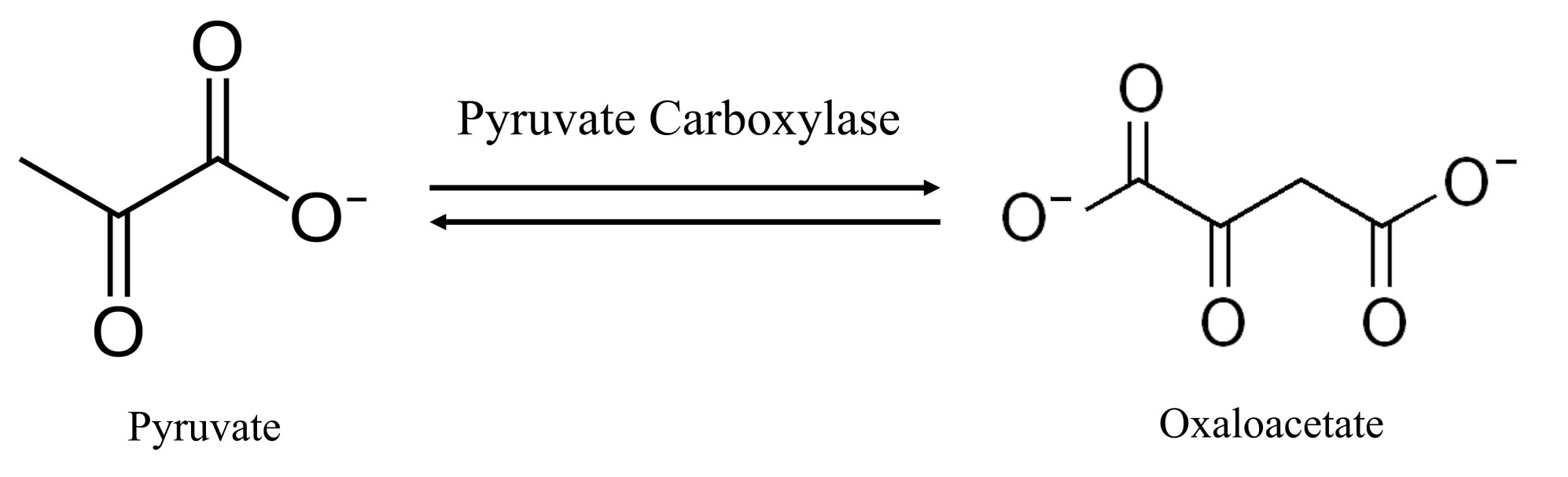 The reaction catalyzed by pyruvate carboxylase.