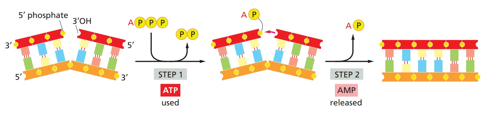 DNA ligases that form phosphoric ester bonds.