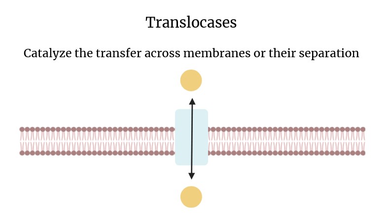 Schema of the action of translocases.