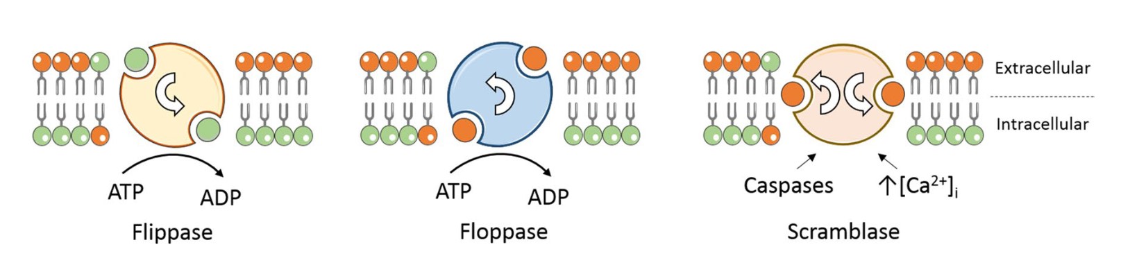 Diagram illustrating the function of flippase, floppase, and scramblase.