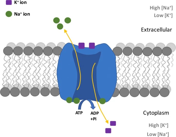 Schematic representation of sodium-potassium pump action.