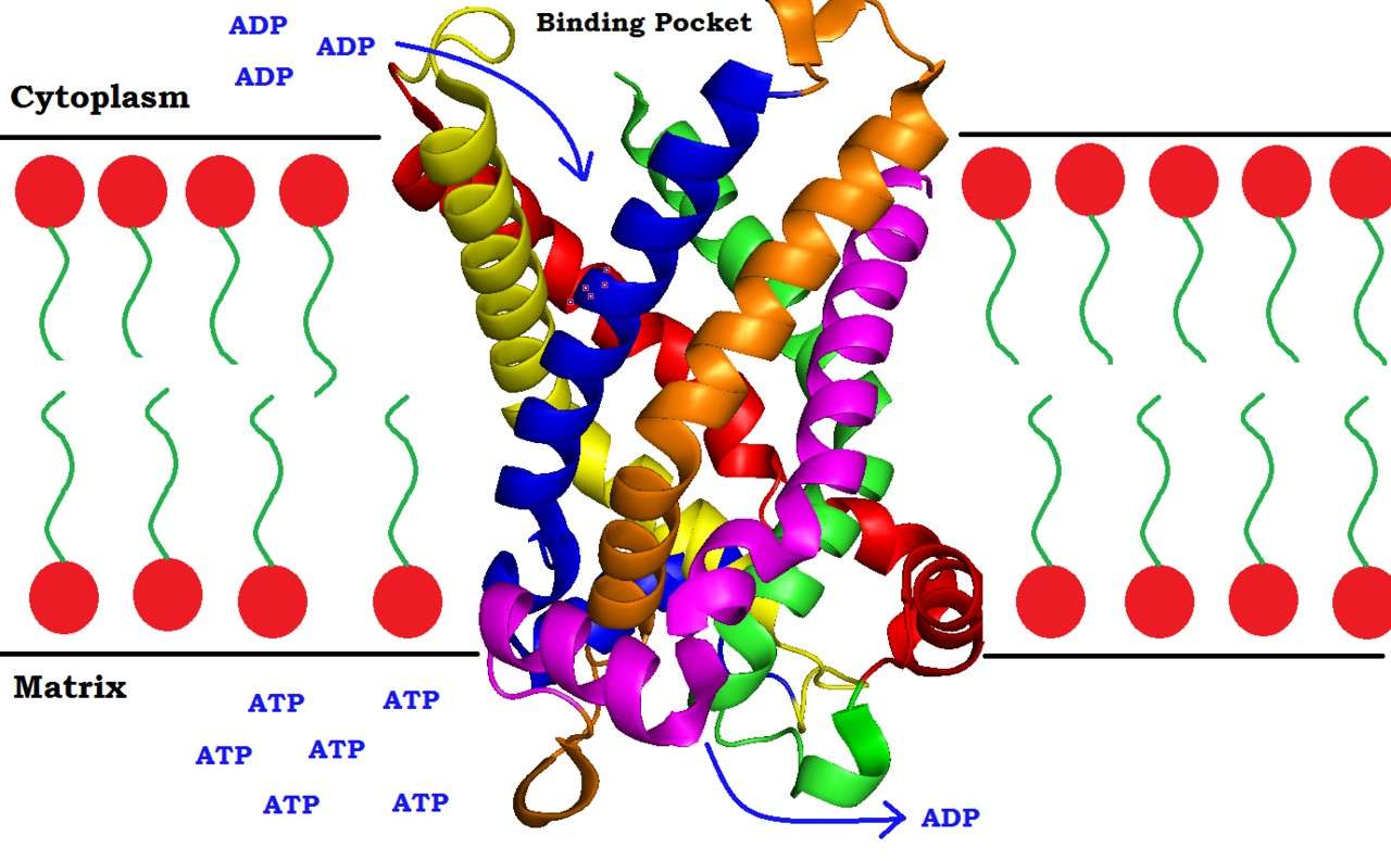 Schematic representation of ATP/ADP translocase action.