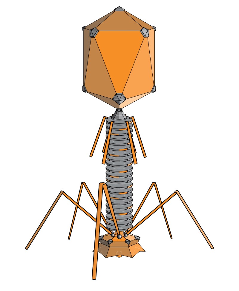 The typical head-and-tail structure of bacteriophages.