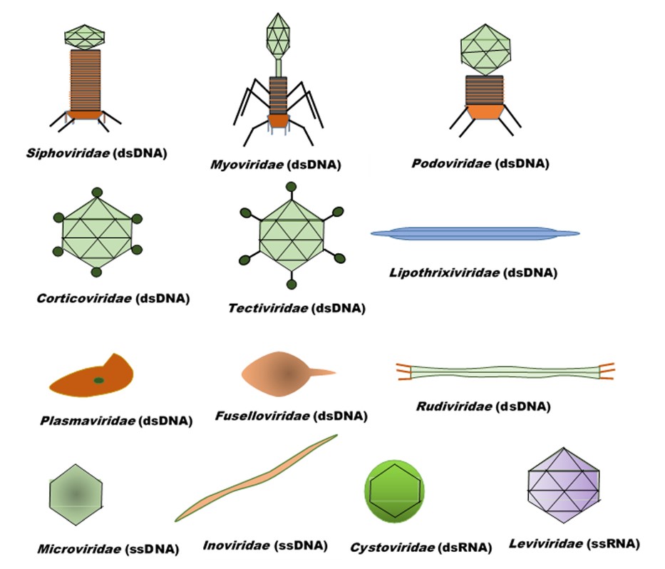 Structure and nucleic acid characteristics of bacteriophages subclasses.