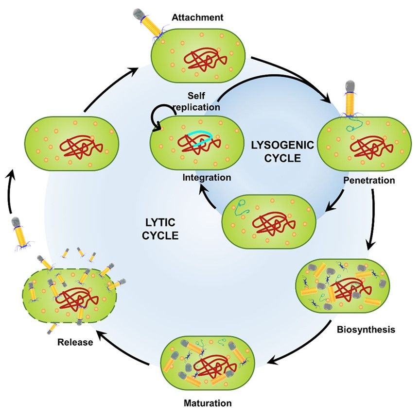 Diagram of the lytic and lysogenic cycles of the bacteriophage.